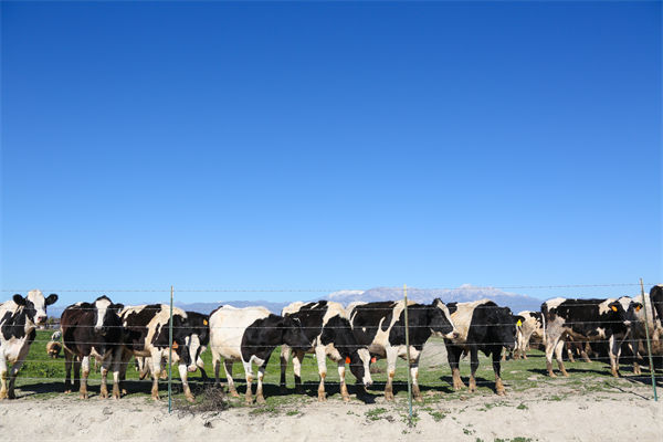 常溫純牛奶中禁止添加復(fù)原乳，集成供應(yīng)鏈怎么看？